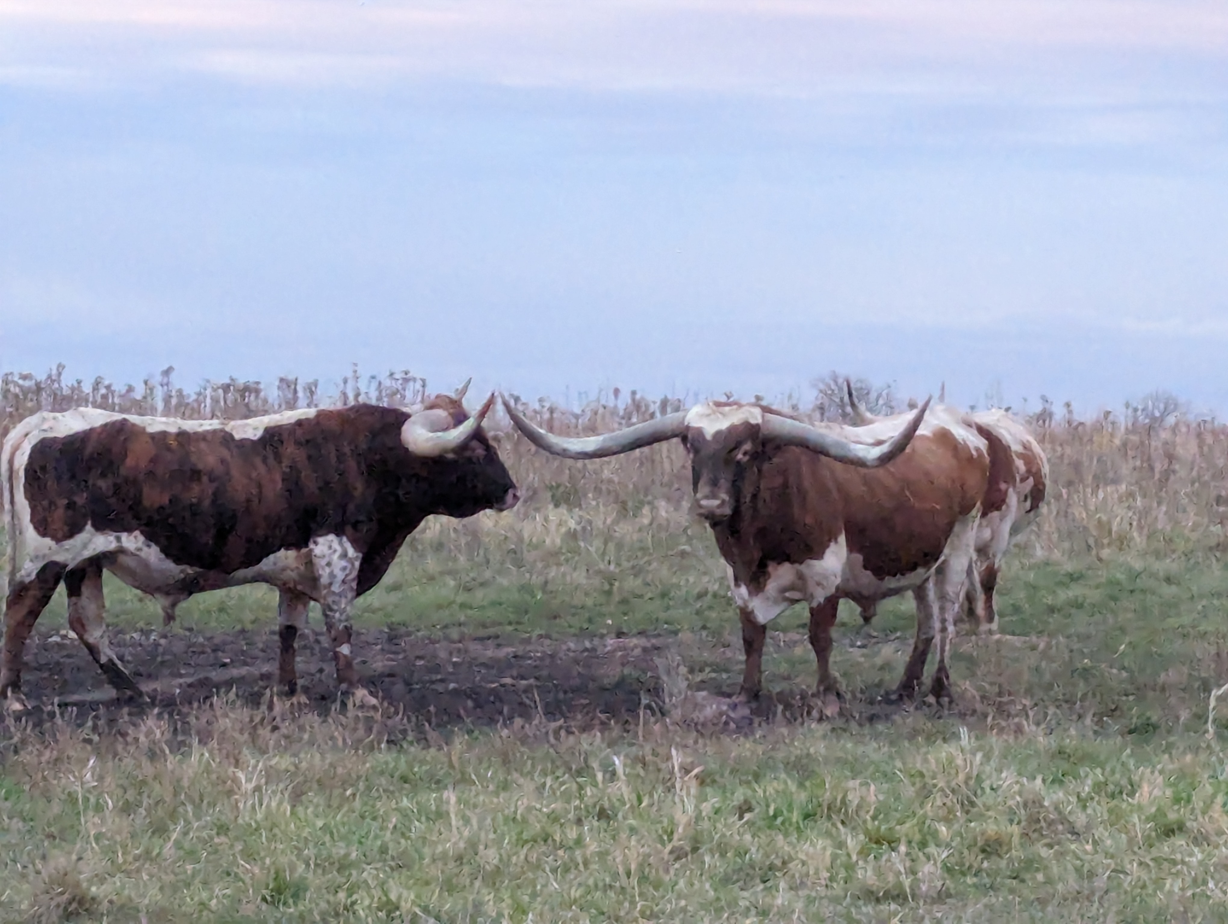Longhorn Cow 1