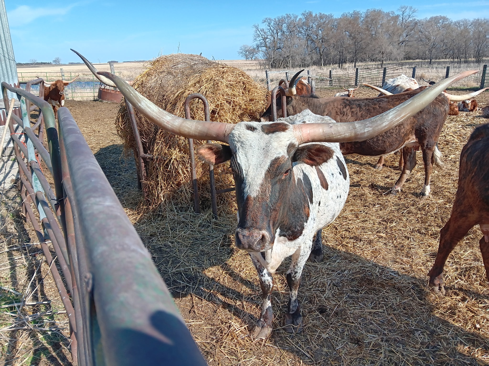 Longhorn Cow 12