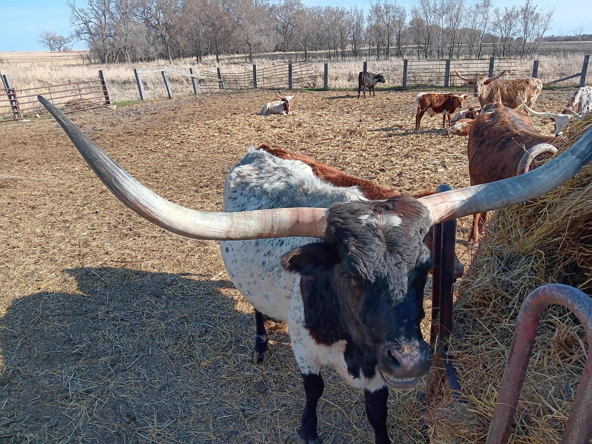 Longhorn Cow 21