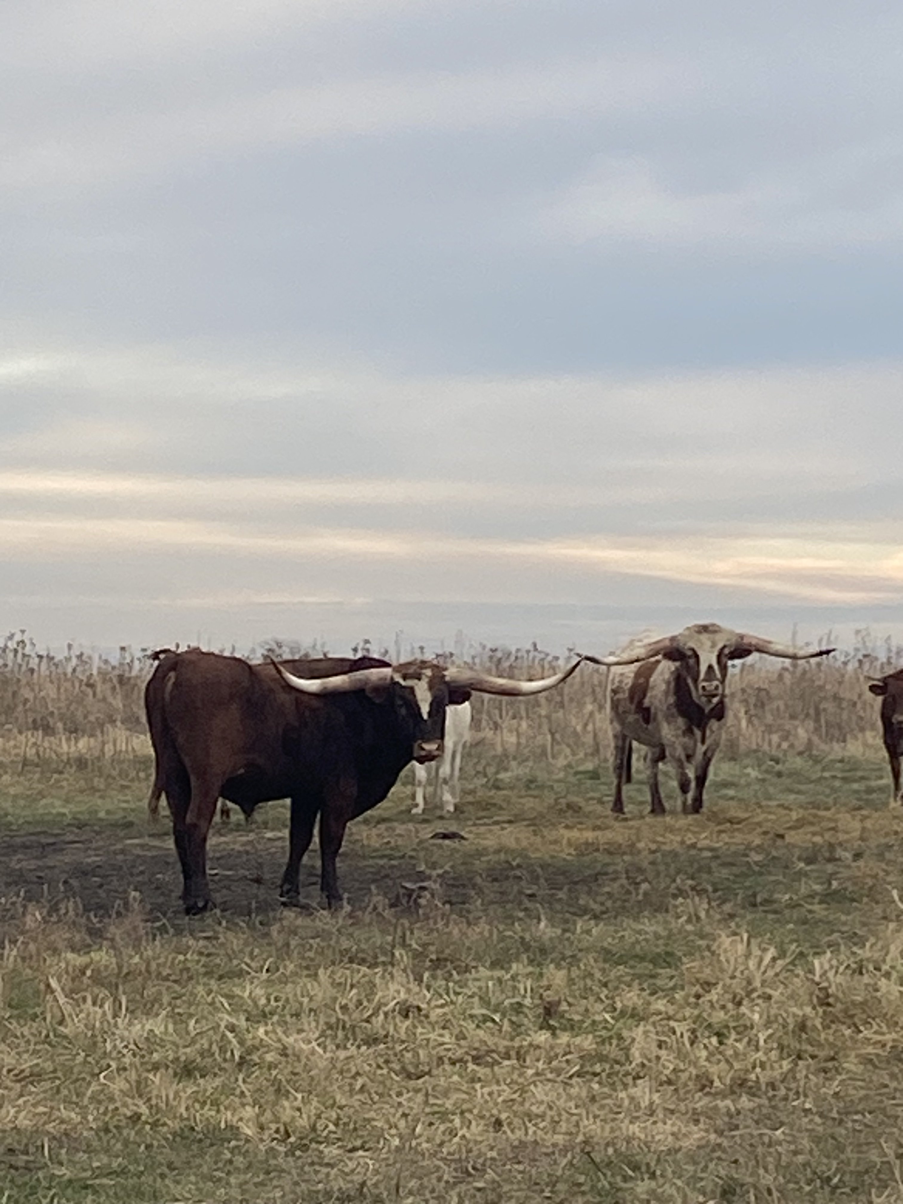 Longhorn Cow 8