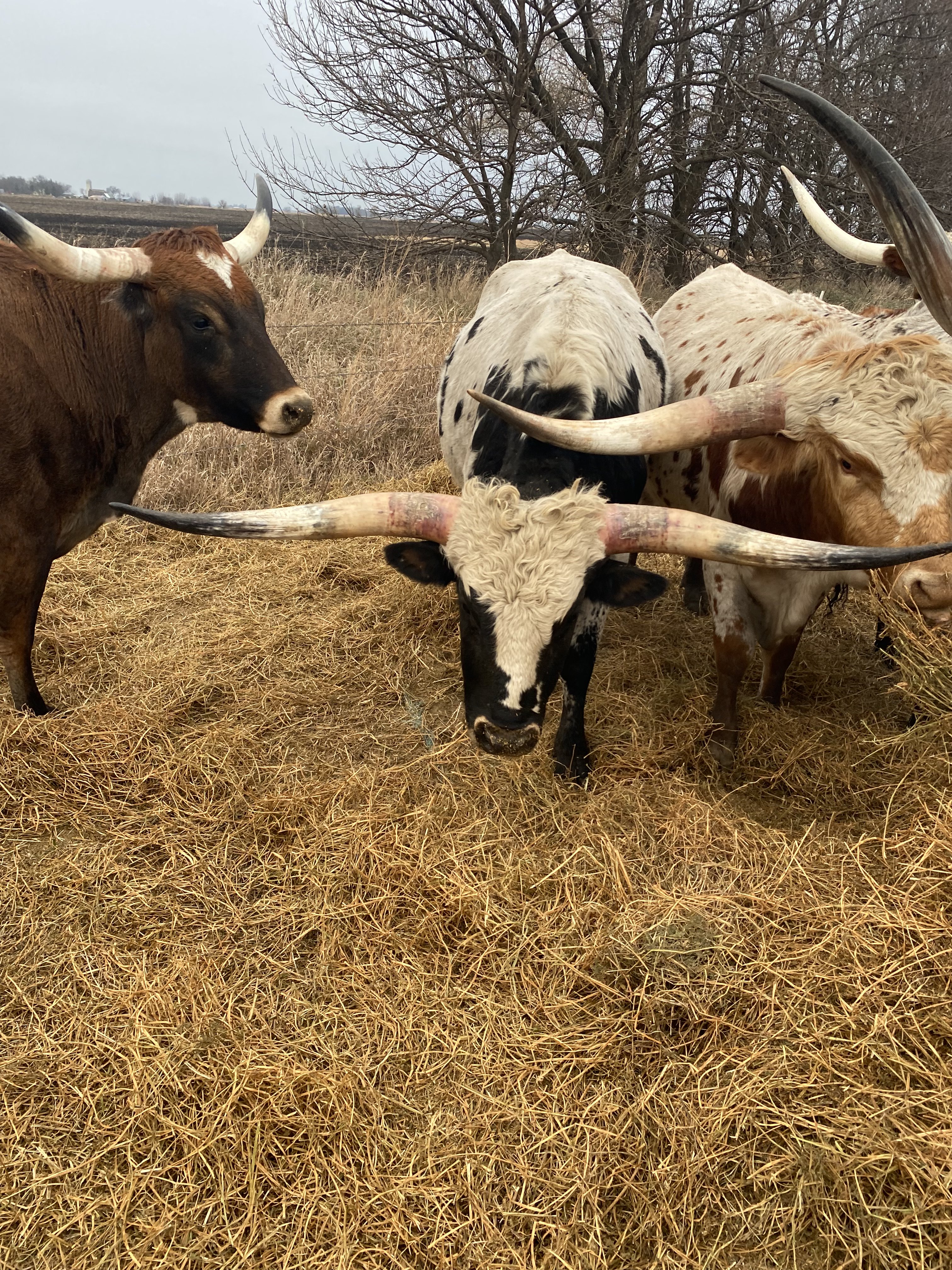 Longhorn Cow 9